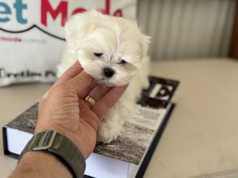 Tea cup kore kan maltese petmode de ziyarete açık