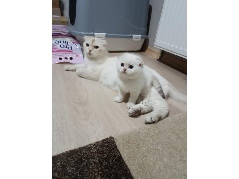 3 british longhair 1 shorthair