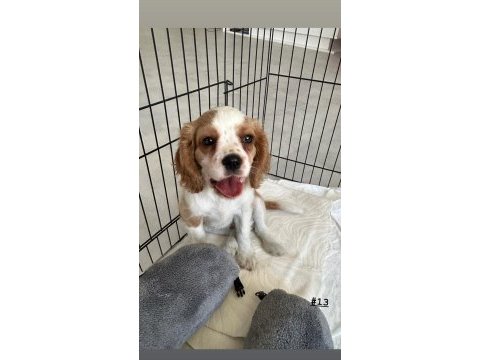70 günlük cavalier king charles yavru