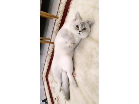 Kedim kızgınlık döneminde acil eş aranır