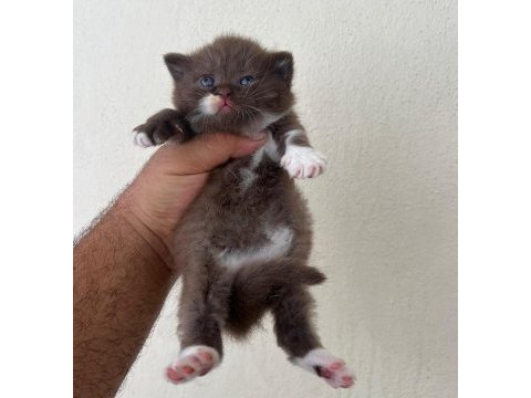 Cinemon bi color british shorthair