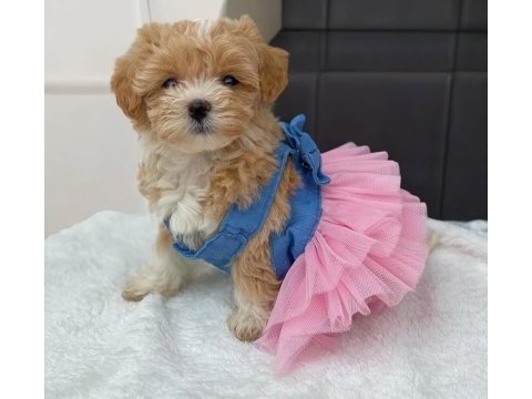 Maltipoo mini teacup yavrularımız