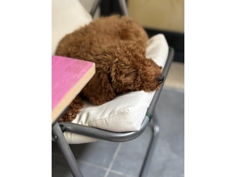 3 aylık poodle