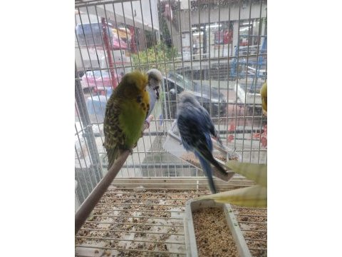 Show jumbo kuşlar ilk gelen alır
