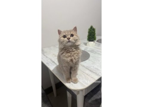 British longhair 6 aylık