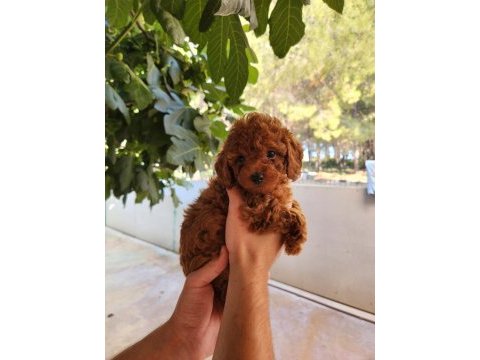 Kore dişi ve erkek toy poodle yavrularımız