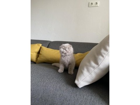 Lilac scottish fold cinsi yavrumuza aile arıyoruz