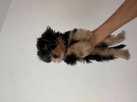 Yorkshire terrier 15 haziran doğumlu