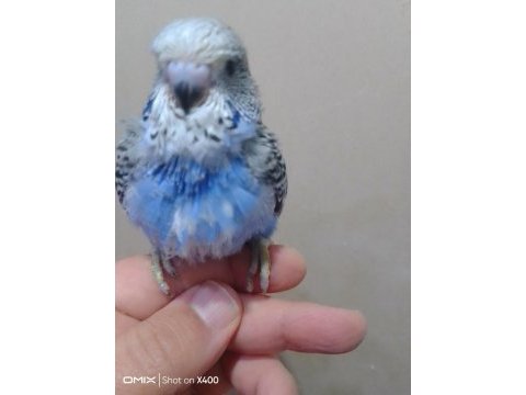 Jumbo muhabbet kuşu bebekler