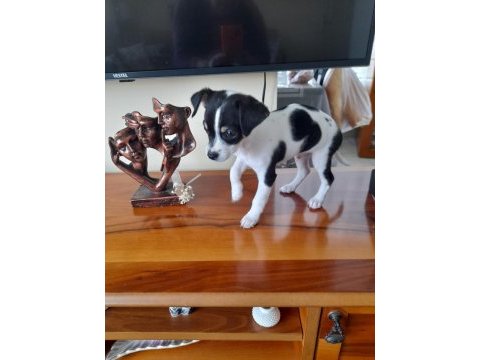 Orijinal ırk chihuahua