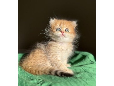 Mükemmel kalite golden ny24 british longhair