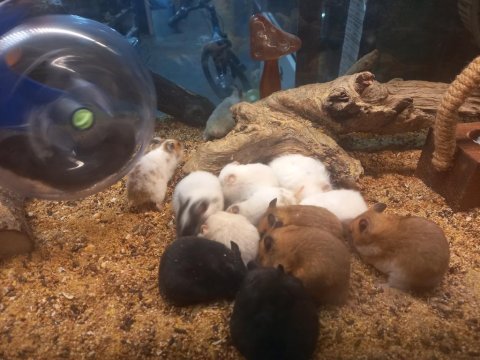Sibirya hamster