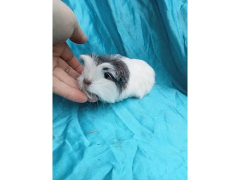 Safkan coronet ginepig yavrularımızı gördünüz mü?