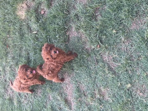 Oyuncak boy kore toy poodle bebekler