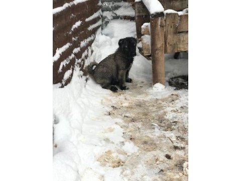 Irk garantili safkan sivas kangallar