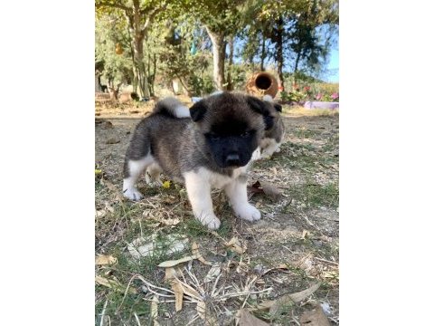 Amerikan akita köpeği