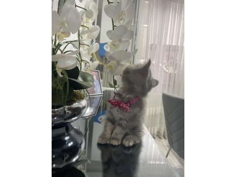 British kedim yeni sahibini arıyor