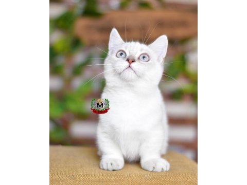 Munchkın cüce kedi