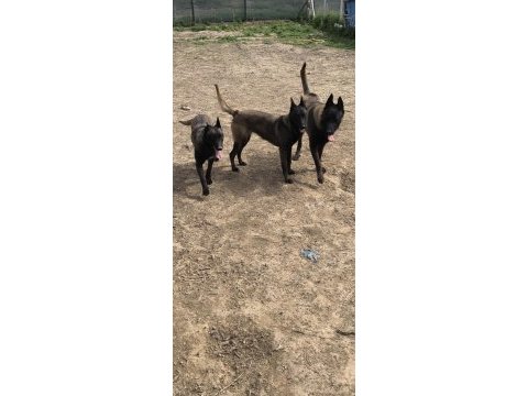 Safkan koyu renk full maskeli malinois
