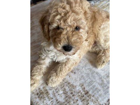 2 aylık poodle herkül