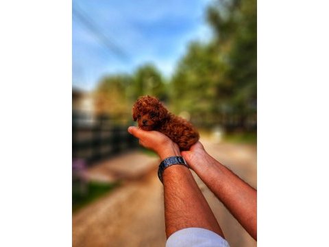 Bir şey yazmaya gerek yok sanırım poodle