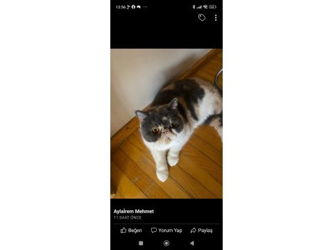Exotic shorthair şeker yuvasını arıyor
