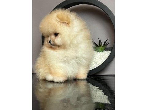 Dişi ve erkek pomeranian
