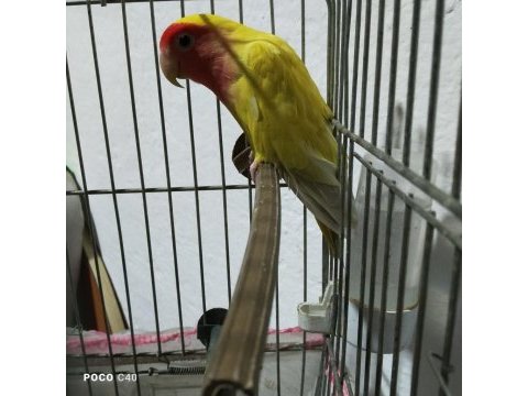Kayseriden papağanımız