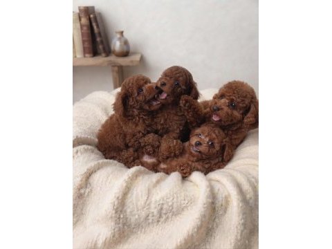 Toy poodle köpeği için ulaşın