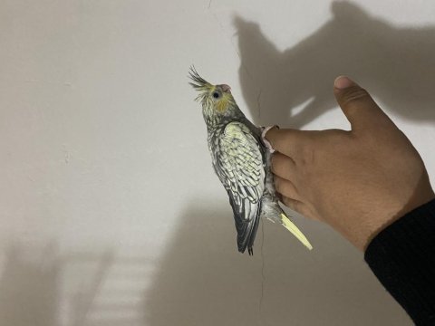 Yeni yeme düşecek klasik mutasyon el besleme mevcut sultan