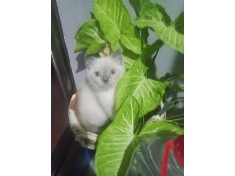 Blue point british shorthair yavrular