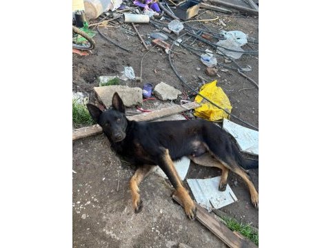 1.5 yaşında safkan malinois siyah köpeğimiz