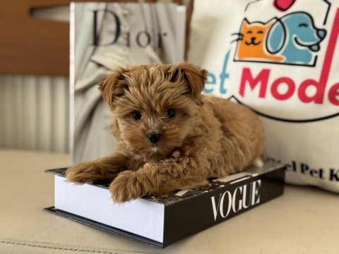 Petmode köpek çiftliğinden tea cup morkie