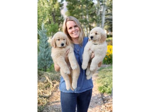 Golden retriever yavrular istenirse kapınıza teslim
