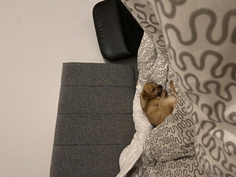 Köpeğimize uygun iyi bir aile arıyoruz uyguna verilecektir