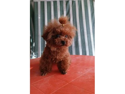 Kore yavrusu a kalite teacup red brown toy poodle yavrular