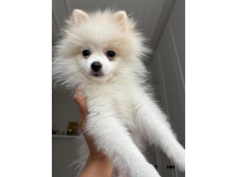 A kalite pomeranian boo