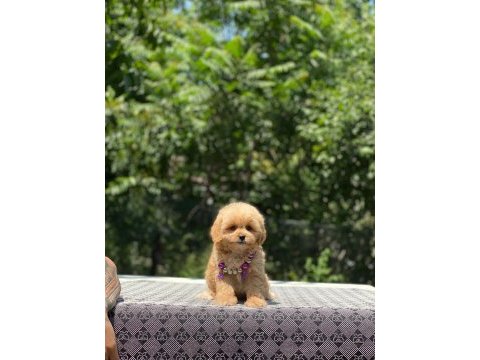Dişi ve erkek poodle mevcuttur hepsi de safkan