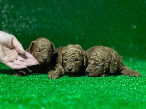 Toy poodle köpekleri