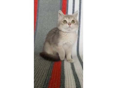 British shorthair dişi yavru