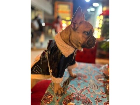 8 aylık dişi french bulldog