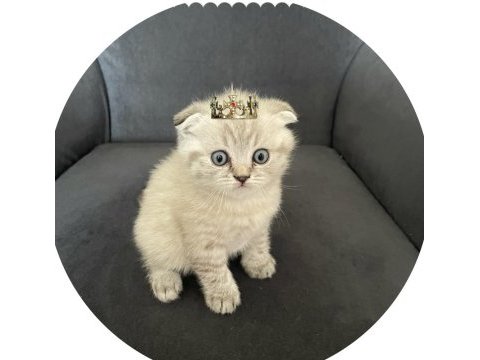 Orjinal sağlıklı garantili scottish fold yavrular