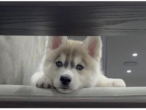 Sibirya kurdu husky köpeğimiz