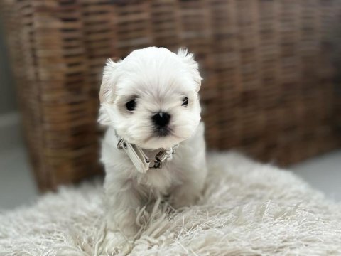 Köpeğimiz dilber yuva arıyor