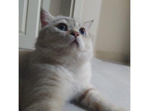 1,5 yaşında british shorthair