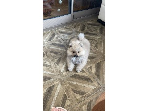 Pomeranian boo 3 aylık