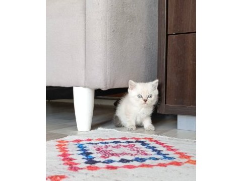 Harika british longhair bebekler