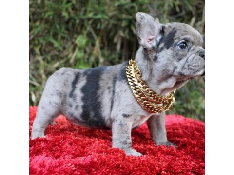 French bulldog yavruları