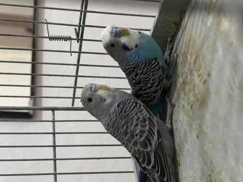 Yeni yeme düşmüş muhabbet kuşu yavrular ve hazır takım