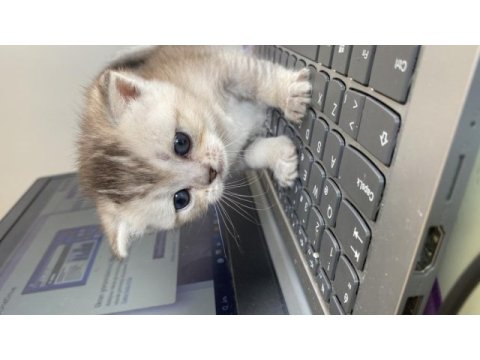 Mersin scottish fold british shorthair kedi